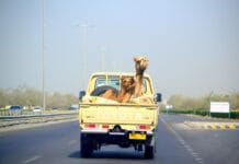 Ślad węglowy transportu ładunków: pociąg elektryczny, spalinowy, ciągnik siodłowy czy barka? Ślad węglowy transportu ładunków: pociąg elektryczny, spalinowy, ciągnik siodłowy czy barka?